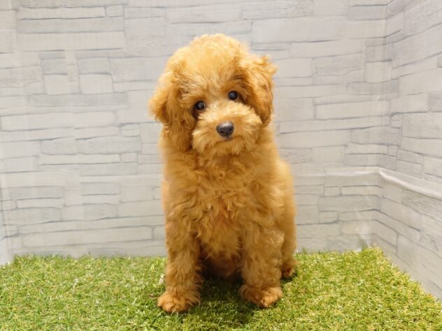 新潟県のトイプードル(トイ) (アミーゴ新発田店/2026年1月5日生まれ/男の子/レッド)の子犬の1枚目の画像