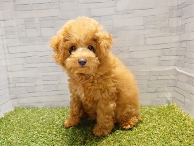 新潟県のトイプードル(トイ) (アミーゴ新発田店/2026年1月5日生まれ/男の子/レッド)の子犬の2枚目の画像