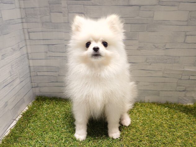 新潟県のポメラニアン (アミーゴ新発田店/2026年1月17日生まれ/女の子/クリーム)の子犬の1枚目の画像