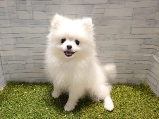 新潟県のポメラニアン (アミーゴ新発田店/2026年1月17日生まれ/女の子/クリーム)の子犬の2枚目の画像