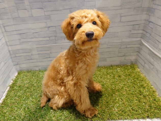 新潟県のトイプードル(トイ) (アミーゴ新発田店/2026年1月5日生まれ/男の子/レッド)の子犬の1枚目の画像