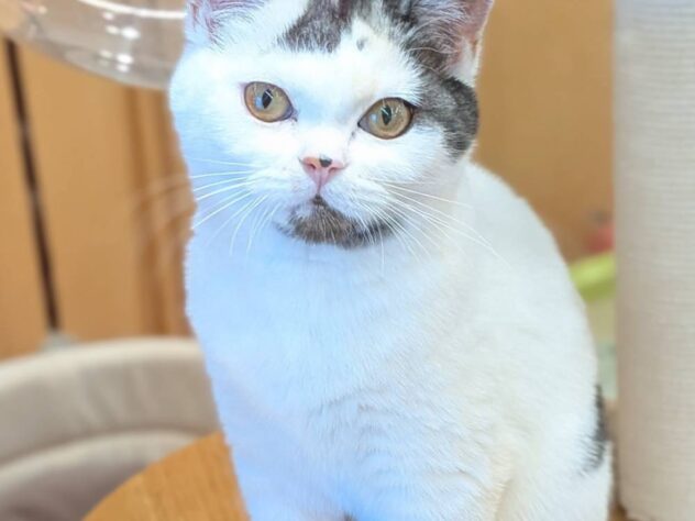 福島県のスコティッシュフォールド (アミーゴ福島南店/2025年12月5日生まれ/女の子/キャリコ)の子猫の1枚目の画像