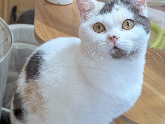 福島県のスコティッシュフォールド (アミーゴ福島南店/2025年12月5日生まれ/女の子/キャリコ)の子猫の2枚目の画像