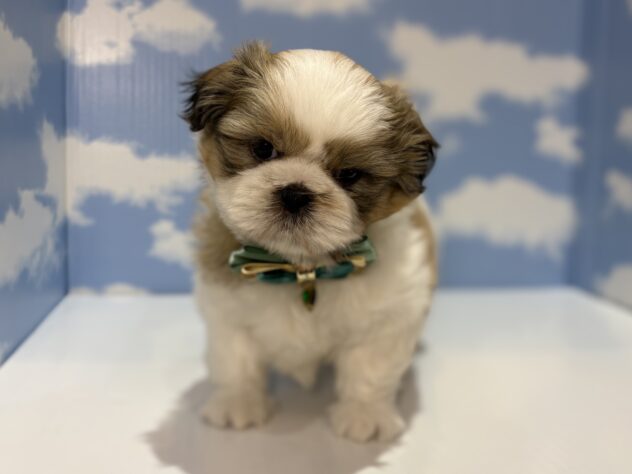 山形県のシーズー (アミーゴ山形南店/2026年1月27日生まれ/男の子/ホワイトゴールド)の子犬の1枚目の画像