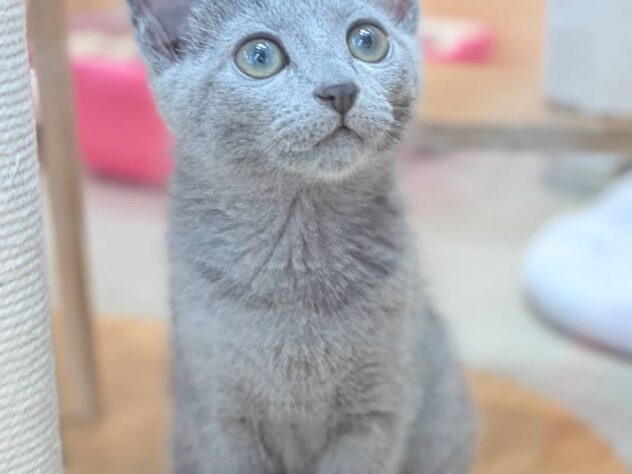 福島県のロシアンブルー (アミーゴ福島南店/2026年1月15日生まれ/女の子/ブルー)の子猫