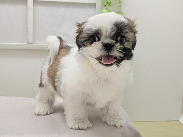 福島県のシーズー (アミーゴ会津若松店/2026年1月2日生まれ/女の子/ゴールドホワイト)の子犬の3枚目の画像