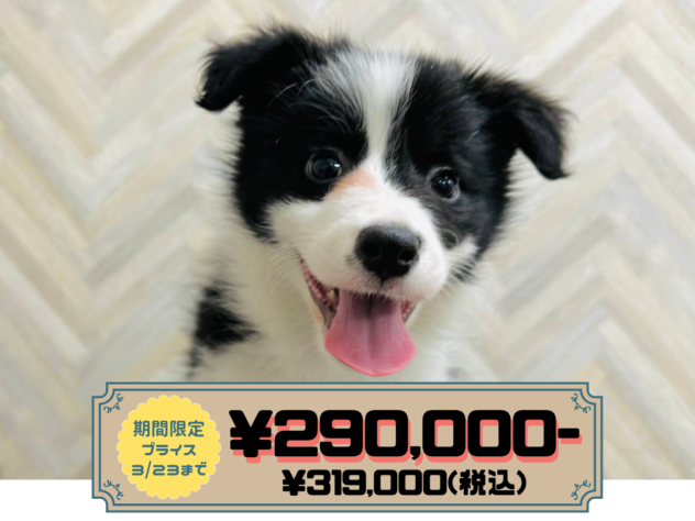 岡山県のボーダーコリー (アミーゴ水島店/2026年1月6日生まれ/女の子/ブラックホワイト)の子犬