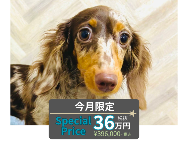 岡山県のミニチュアダックスフンド(ロング) (アミーゴ水島店/2026年1月26日生まれ/女の子/チョコレートダップル)の子犬の1枚目の画像