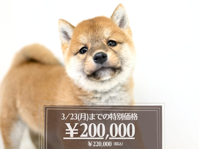 岡山県の豆柴 (アミーゴ大安寺店/2025年11月17日生まれ/男の子/赤)の子犬の1枚目の画像