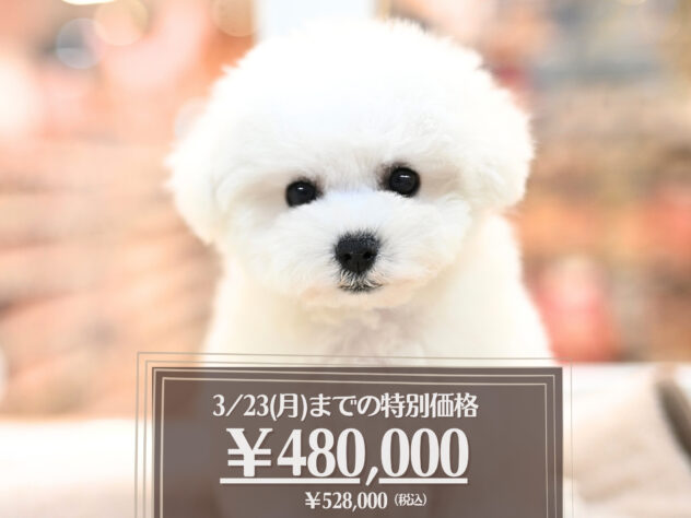 岡山県のビションフリーゼ (アミーゴ大安寺店/2025年11月8日生まれ/女の子/ホワイト)の子犬の1枚目の画像