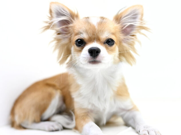 岡山県のチワワ(ロング) (アミーゴ大安寺店/2025年10月17日生まれ/女の子/レッドホワイト)の子犬の1枚目の画像