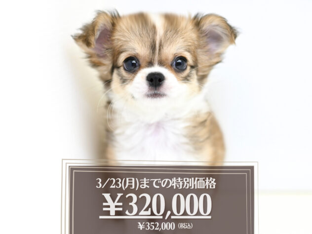 岡山県のチワワ(ロング) (アミーゴ大安寺店/2025年10月17日生まれ/女の子/レッドホワイト)の子犬の1枚目の画像