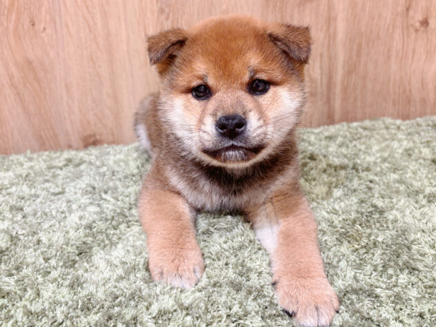 広島県の柴犬(標準サイズ) (アミーゴ広島商工センター店/2026年1月27日生まれ/男の子/赤)の子犬