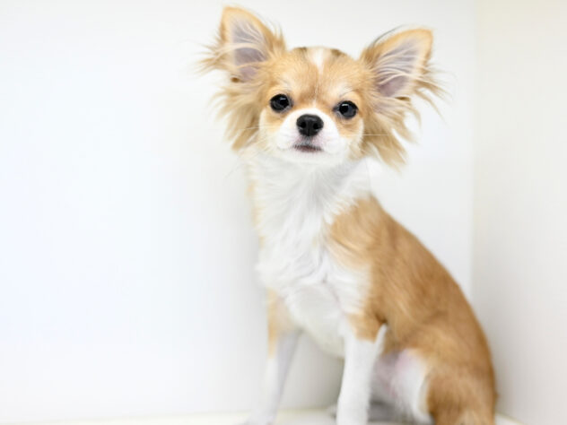 岡山県のチワワ(ロング) (アミーゴ大安寺店/2025年10月17日生まれ/女の子/レッドホワイト)の子犬の3枚目の画像