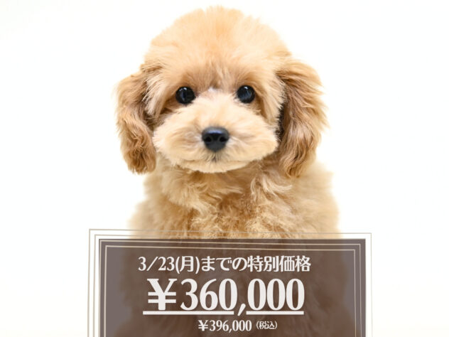 岡山県のトイプードル(トイ) (アミーゴ大安寺店/2025年9月24日生まれ/女の子/オレンジフォーン)の子犬