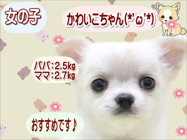 大阪府のチワワ(ロング) (アミーゴ鳳店/2026年1月19日生まれ/女の子/ホワイトクリーム)の子犬の1枚目の画像