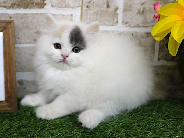 大阪府のブリティッシュロングヘアー (ペット・プラザ アミーゴ豊中服部店/2025年11月11日生まれ/女の子/ダイリュートキャリコ)の子猫の3枚目の画像