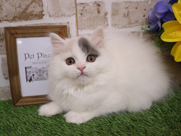大阪府のブリティッシュロングヘアー (ペット・プラザ アミーゴ豊中服部店/2025年11月11日生まれ/女の子/ダイリュートキャリコ)の子猫の2枚目の画像