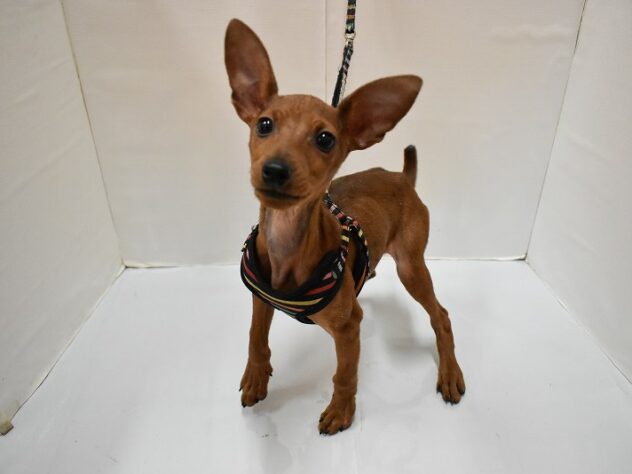 大阪府のミニチュアピンシャー (ペット・プラザ アミーゴ豊中服部店/2025年11月11日生まれ/男の子/レッド)の子犬の1枚目の画像