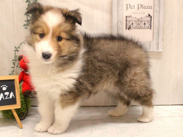 兵庫県のシェットランドシープドッグ (ペット・プラザ アミーゴ三田店/2025年11月25日生まれ/女の子/セーブルホワイト)の子犬の1枚目の画像