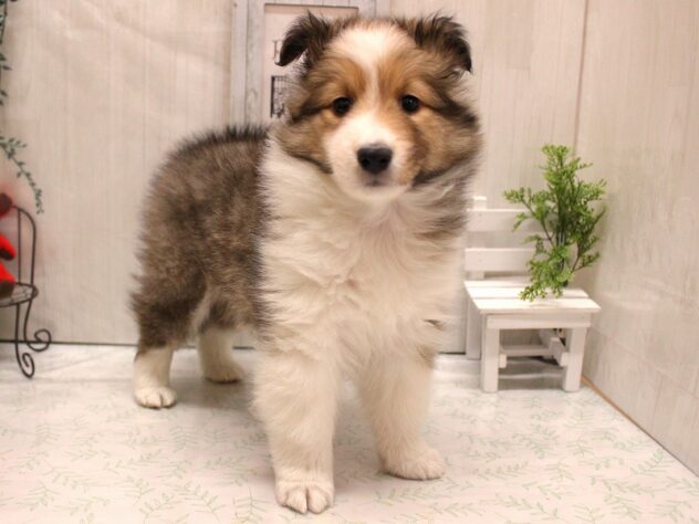 兵庫県のシェットランドシープドッグ (ペット・プラザ アミーゴ三田店/2025年11月25日生まれ/女の子/セーブルホワイト)の子犬の2枚目の画像