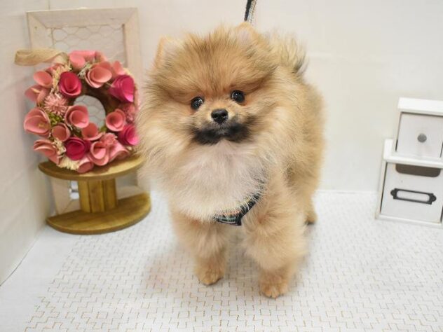 兵庫県のポメラニアン (ペット・プラザ アミーゴ神戸灘店/2025年12月4日生まれ/男の子/オレンジ)の子犬の1枚目の画像