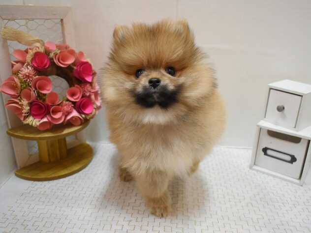 兵庫県のポメラニアン (ペット・プラザ アミーゴ神戸灘店/2025年12月4日生まれ/男の子/オレンジ)の子犬の3枚目の画像