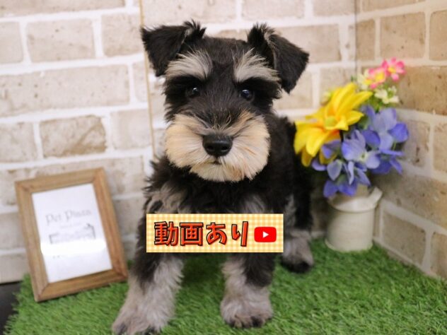 兵庫県のミニチュアシュナウザー (ペット・プラザ アミーゴ神戸西店/2025年11月30日生まれ/男の子/ブラックシルバー)の子犬の1枚目の画像