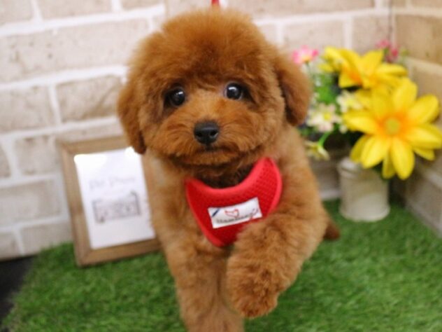 兵庫県のトイプードル(トイ) (ペット・プラザ アミーゴ神戸西店/2025年11月28日生まれ/女の子/レッド)の子犬の2枚目の画像