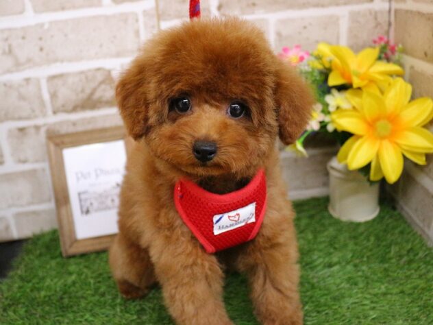 兵庫県のトイプードル(トイ) (ペット・プラザ アミーゴ神戸西店/2025年11月28日生まれ/女の子/レッド)の子犬の1枚目の画像