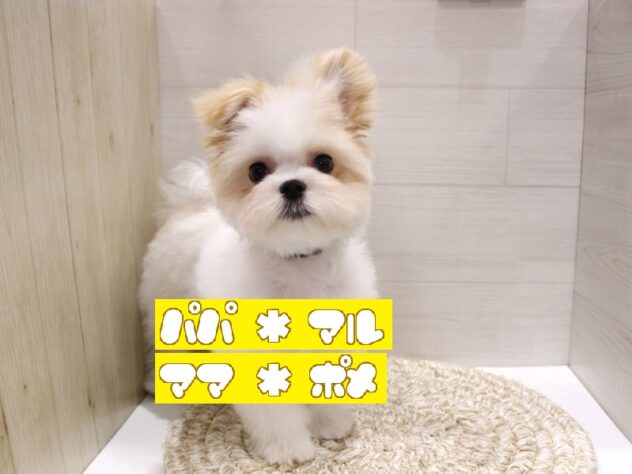 大阪府のポメマル/マルポメ(ポメラニアン×マルチーズ) (ペット・プラザ アミーゴ箕面店/2025年12月15日生まれ/男の子/ホワイトクリーム)の子犬の1枚目の画像