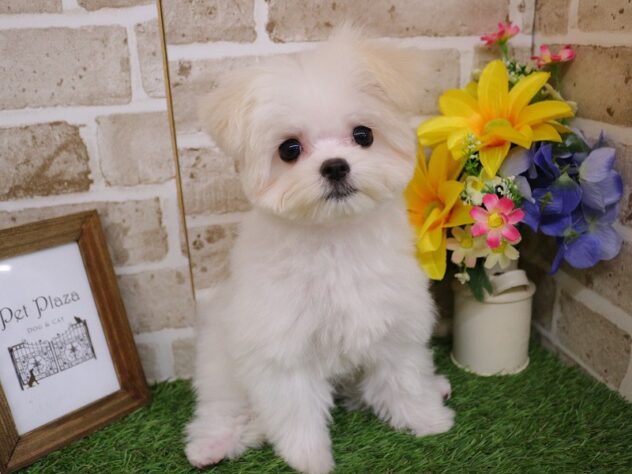 兵庫県のポメマル/マルポメ(ポメラニアン×マルチーズ) (ペット・プラザ アミーゴ神戸西店/2025年12月15日生まれ/女の子/ホワイトクリーム)の子犬の3枚目の画像