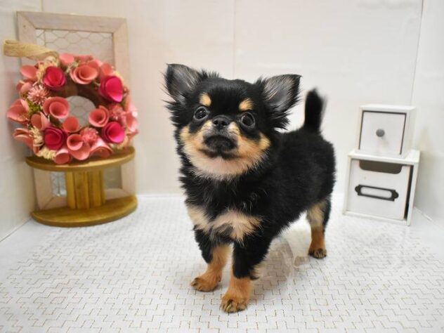 大阪府のチワワ(ロング) (ペット・プラザ アミーゴ豊中服部店/2026年12月9日生まれ/女の子/ブラッククリーム)の子犬の4枚目の画像