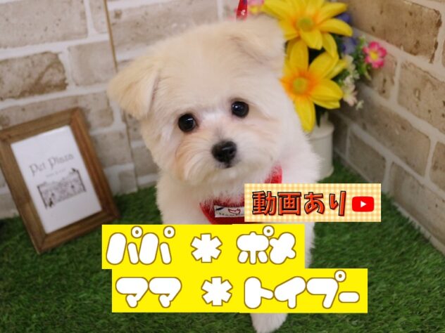 兵庫県のポメプー(ポメラニアン×プードル) (ペット・プラザ アミーゴ神戸西店/2025年12月26日生まれ/女の子/クリーム)の子犬の1枚目の画像