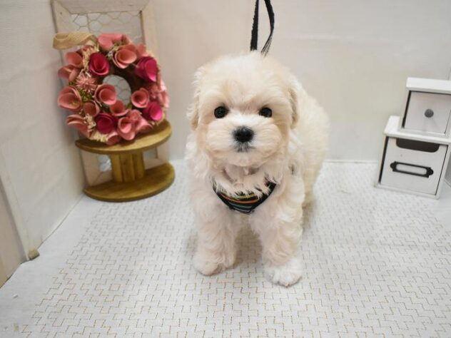 大阪府のマルプー(マルチーズ×プードル) (ペット・プラザ アミーゴ豊中服部店/2026年1月1日生まれ/女の子/クリーム)の子犬の2枚目の画像