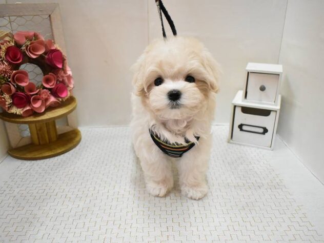 大阪府のマルプー(マルチーズ×プードル) (ペット・プラザ アミーゴ豊中服部店/2026年1月1日生まれ/女の子/クリーム)の子犬の3枚目の画像