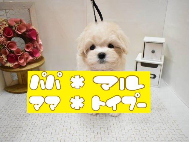 大阪府のマルプー(マルチーズ×プードル) (ペット・プラザ アミーゴ豊中服部店/2026年1月1日生まれ/女の子/クリーム)の子犬の1枚目の画像