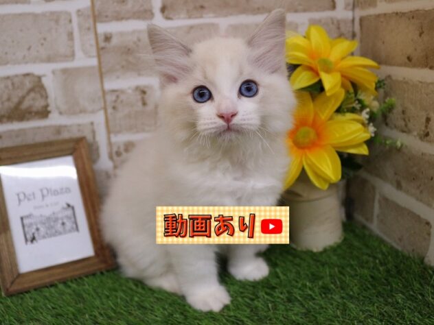 兵庫県のラグドール (ペット・プラザ アミーゴ神戸西店/2025年12月20日生まれ/男の子/ブルーポイントバイカラー)の子猫の1枚目の画像