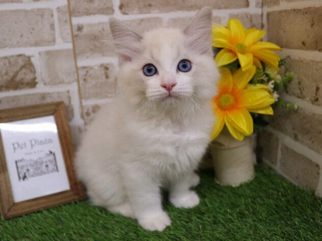 2025年12月20日生まれのラグドール