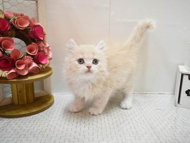 大阪府のスコティッシュフォールド (ペット・プラザ アミーゴ豊中服部店/2026年1月1日生まれ/女の子/クリームタビーホワイト)の子猫の2枚目の画像