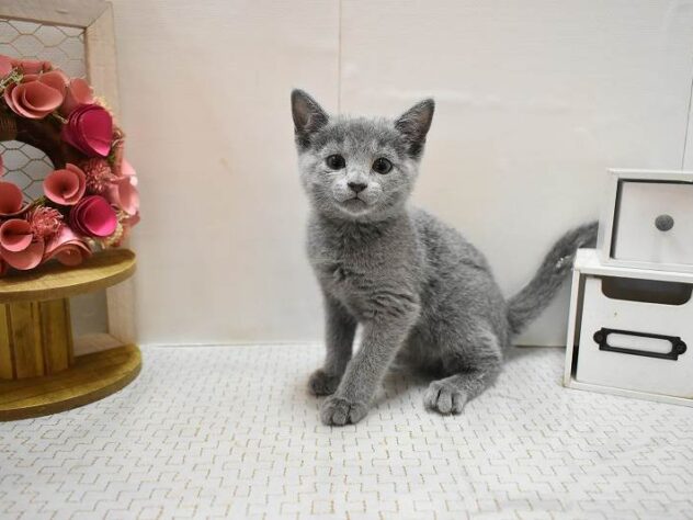 大阪府のロシアンブルー (ペット・プラザ アミーゴ豊中服部店/2025年12月30日生まれ/女の子/ブルー)の子猫の2枚目の画像