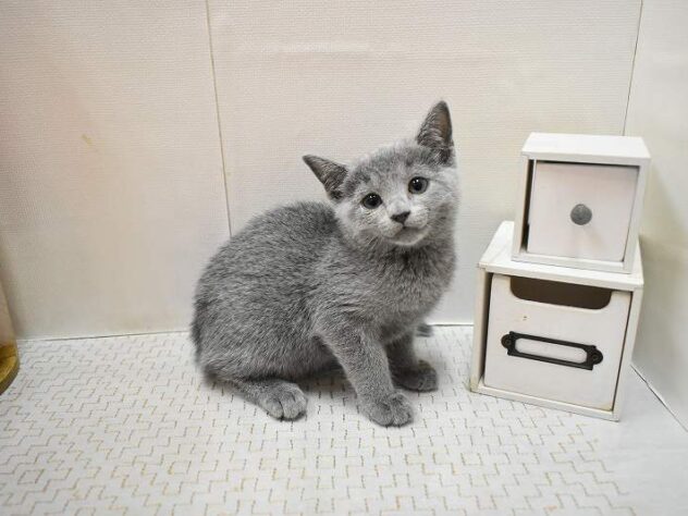 大阪府のロシアンブルー (ペット・プラザ アミーゴ豊中服部店/2025年12月30日生まれ/女の子/ブルー)の子猫の1枚目の画像