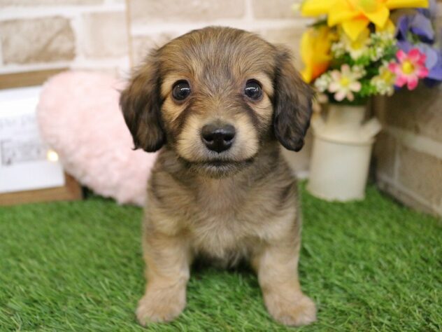 2026年1月1日生まれのミニチュアダックスフンド(ロング)