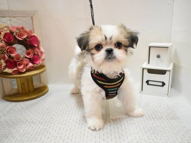 大阪府のペキシーズー/ペキズー(ペキニーズ×シーズー) (ペット・プラザ アミーゴ豊中服部店/2026年1月1日生まれ/男の子/ホワイトゴールド)の子犬の2枚目の画像