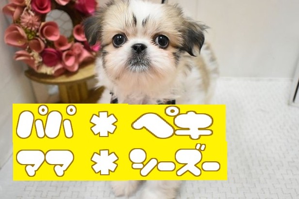 大阪府のペキシーズー/ペキズー(ペキニーズ×シーズー) (ペット・プラザ アミーゴ豊中服部店/2026年1月1日生まれ/男の子/ホワイトゴールド)の子犬の1枚目の画像