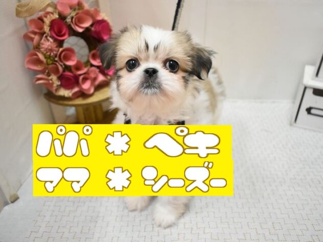 大阪府のペキシーズー/ペキズー(ペキニーズ×シーズー) (ペット・プラザ アミーゴ豊中服部店/2026年1月1日生まれ/男の子/ホワイトゴールド)の子犬の1枚目の画像