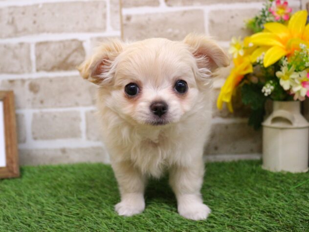 兵庫県のチワワ(ロング) (ペット・プラザ アミーゴ神戸西店/2026年1月11日生まれ/女の子/クリーム)の子犬の4枚目の画像