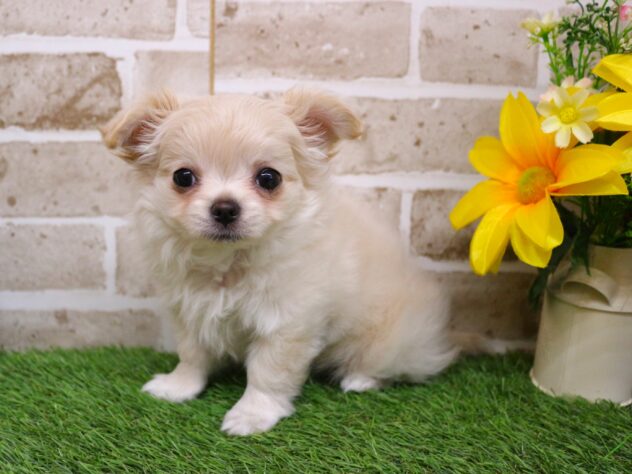 兵庫県のチワワ(ロング) (ペット・プラザ アミーゴ神戸西店/2026年1月11日生まれ/女の子/クリーム)の子犬の1枚目の画像