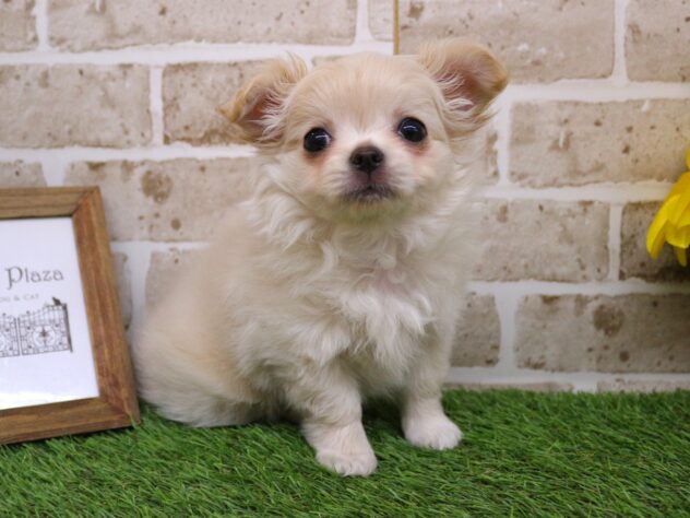 兵庫県のチワワ(ロング) (ペット・プラザ アミーゴ神戸西店/2026年1月11日生まれ/女の子/クリーム)の子犬の3枚目の画像