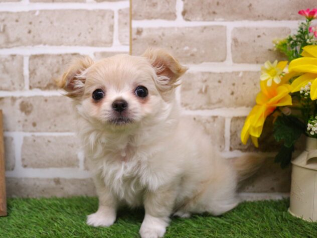 兵庫県のチワワ(ロング) (ペット・プラザ アミーゴ神戸西店/2026年1月11日生まれ/女の子/クリーム)の子犬の2枚目の画像